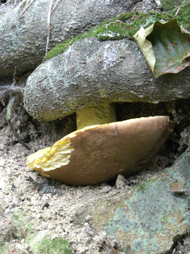 hríb príveskatý Butyriboletus appendiculatus (Schaeff. ex Fr.) Secr.