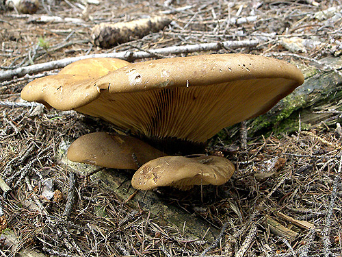 čechračka tmavohlúbiková Tapinella atrotomentosa (Batsch) Šutara