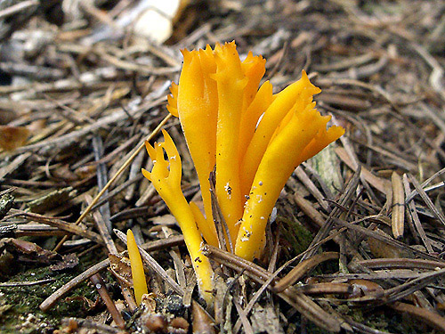 parôžkovec lepkavý Calocera viscosa (Pers.) Fr.