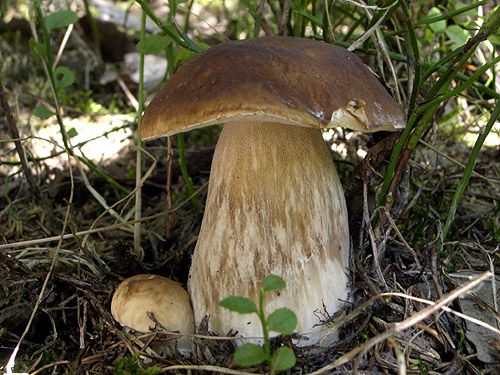 hríb smrekový Boletus edulis Bull.