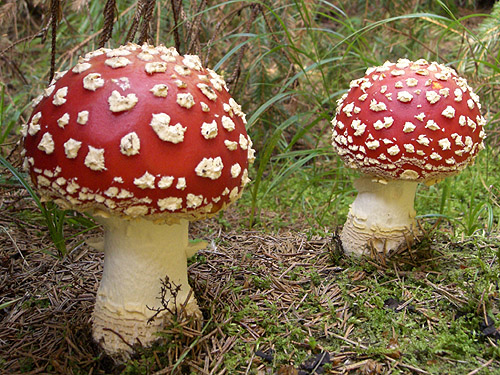 muchotrávka červená Amanita muscaria (L.) Lam.