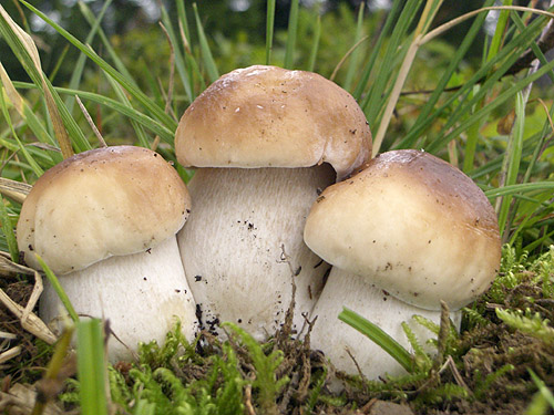 hríb smrekový Boletus edulis Bull.