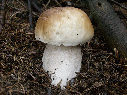 hríb smrekový Boletus edulis Bull.