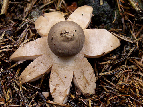 hviezdovka Geastrum sp.