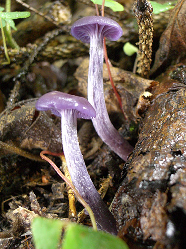 lakovka ametystová Laccaria amethystina (Huds.) Cooke