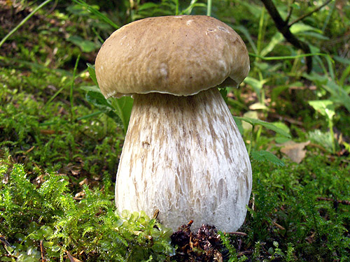 hríb smrekový Boletus edulis Bull.