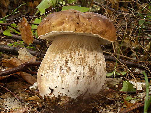 hríb smrekový Boletus edulis Bull.