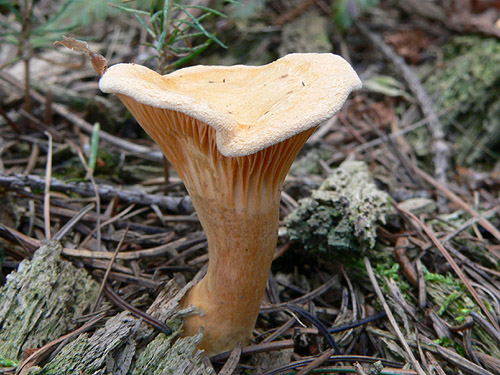 líška oranžová Hygrophoropsis aurantiaca (Wulfen) Maire