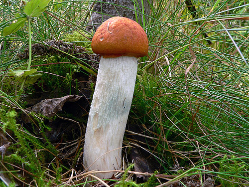 kozák osikový Leccinum albostipitatum den Bakker & Noordel.