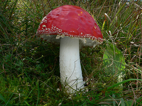 muchotrávka červená Amanita muscaria (L.) Lam.