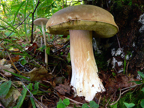 hríb smrekový Boletus edulis Bull.