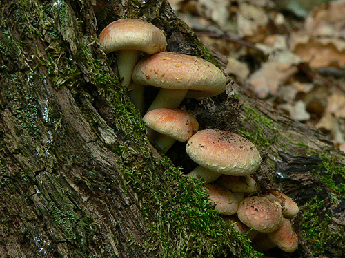 strapcovka tehlovočervená Hypholoma lateritium (Schaeff.) P. Kumm.