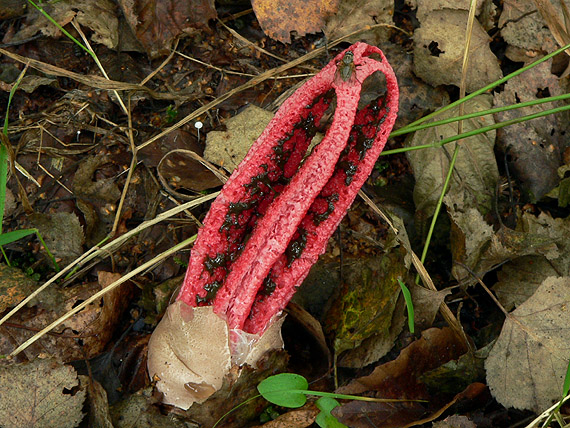 mrežovka kvetovitá Clathrus archeri (Berk.) Dring