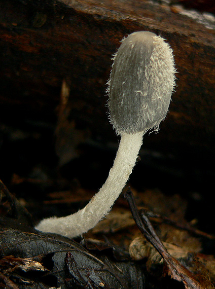 hnojník chlpatý Coprinopsis lagopus (Fr.) Redhead, Vilgalys & Moncalvo