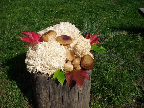 koralovec bukový Hericium coralloides