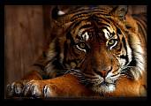 sumatran Tiger