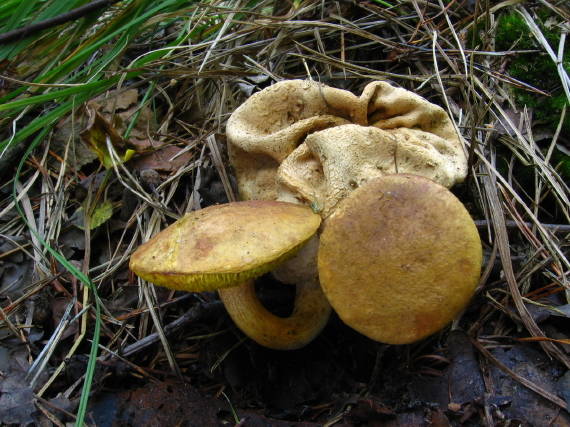 suchohřib příživný Pseudoboletus parasiticus (Bull.) Šutara