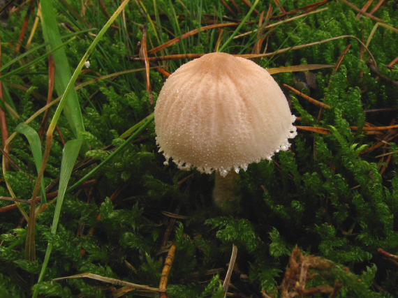 zrnivka žraločí Cystoderma carcharias (Pers.) Fayod