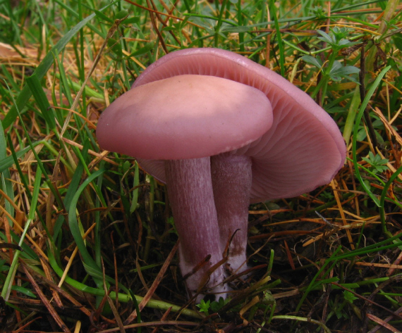 čirůvka špinavá Lepista sordida (Schumach.) Singer