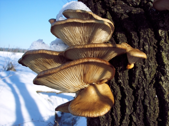 hlíva ústřičná - forma vrbová Pleurotus ostreatus (Jacq.) P. Kumm.