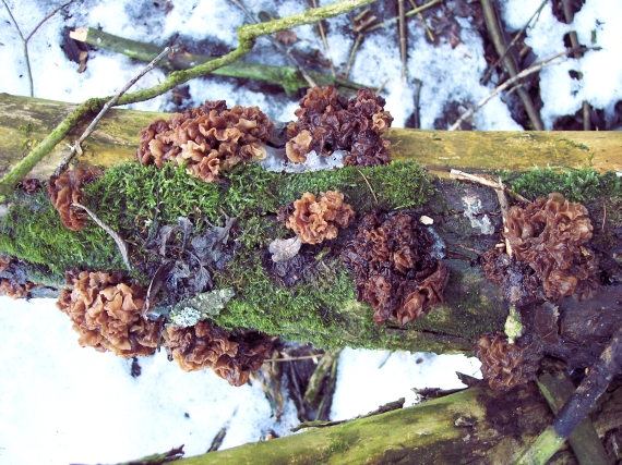 rôsolovka Phaeotremella frondosa (Fr.) Spirin & V. Malysheva