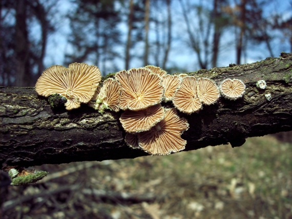 klanolístka obecná Schizophyllum commune Fr.