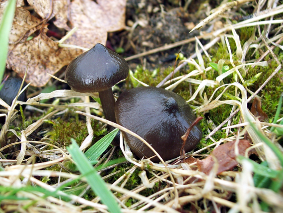 závojenka jarní Entoloma vernum S. Lundell