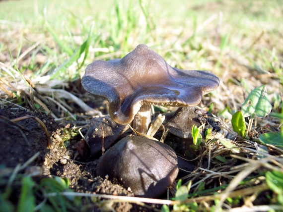 závojenka jarní Entoloma vernum S. Lundell