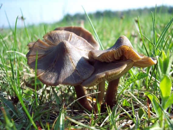 závojenka jarní Entoloma vernum S. Lundell