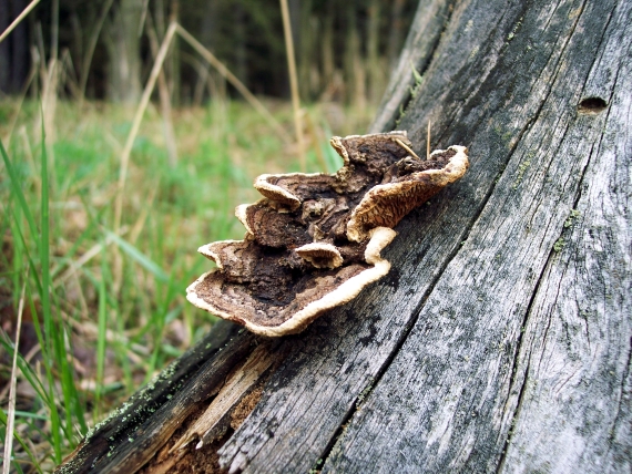 trámovka plotní Gloeophyllum sepiarium (Wulfen) P. Karst.