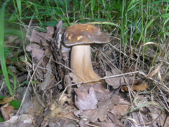 hríb bronzový Boletus aereus Bull. ex Fr.