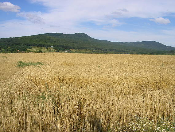 pohľad na Lysec a Ploskú od Velčíc