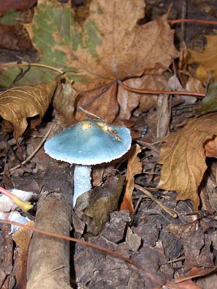 límcovka modrá Stropharia caerulea Kreisel