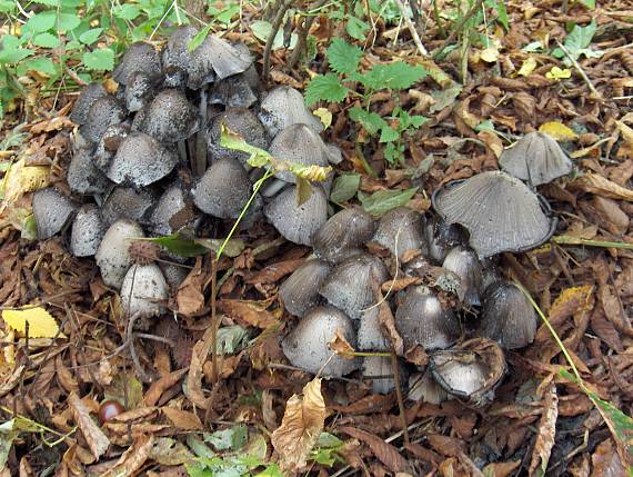 hnojník atramentový Coprinopsis atramentaria (Bull.) Redhead, Vilgalys & Moncalvo