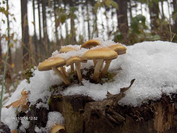 třepenitka svazčitá Hypholoma fasciculare (Huds.) P. Kumm.