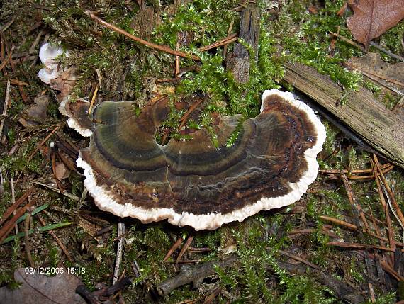 outkovka pestrá Trametes versicolor (L.) Lloyd