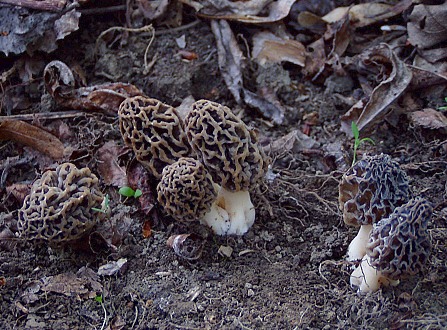 smrčok jedlý Morchella esculenta (L.) Pers.