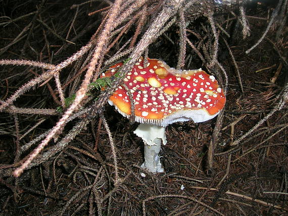 muchotrávka červená Amanita muscaria (L.) Lam.