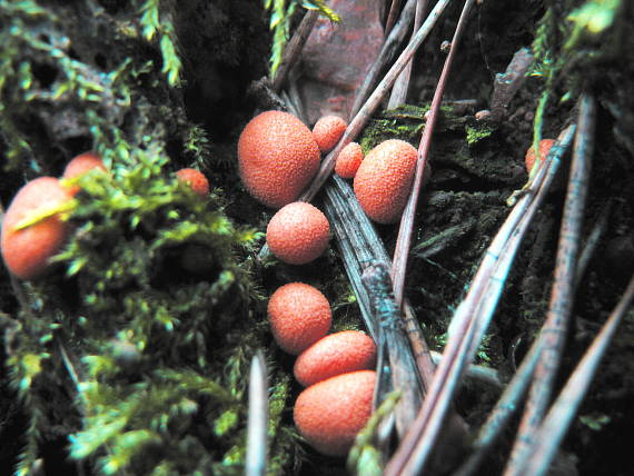 vlčinka červená Lycogala epidendrum (J.C. Buxb. ex L.) Fr.