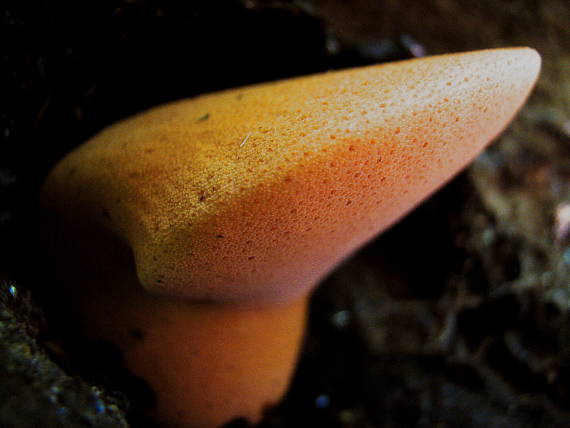 pečeňovec dubový Fistulina hepatica (Schaeff.) With.