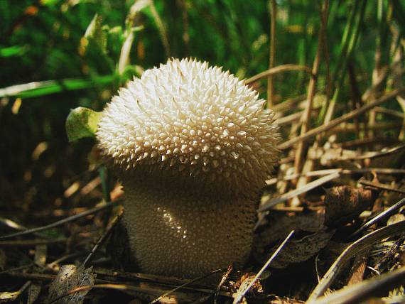 prášnica bradavičnatá Lycoperdon perlatum Pers.