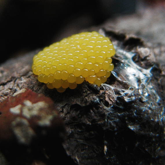 slizovka Myxomycetes