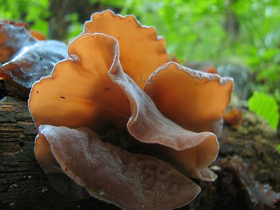 uchovec bazový Auricularia auricula-judae (Bull.) Quél.