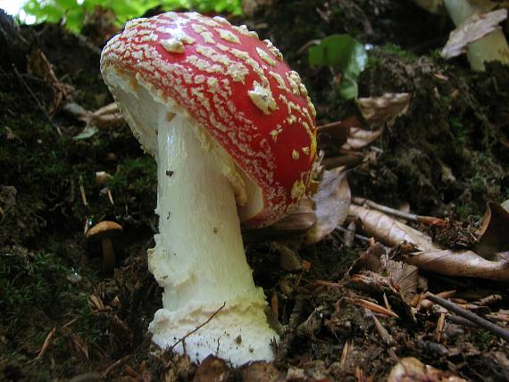 muchotrávka červená Amanita muscaria (L.) Lam.