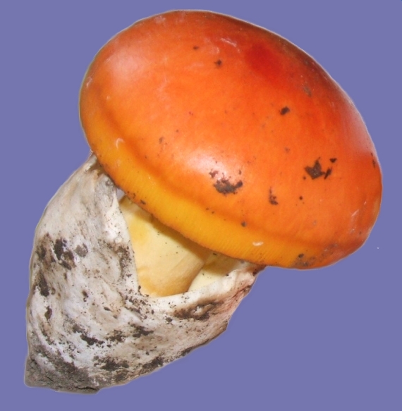 muchotrávka cisárska / Muchomůrka císařka Amanita caesarea (Scop.) Pers.