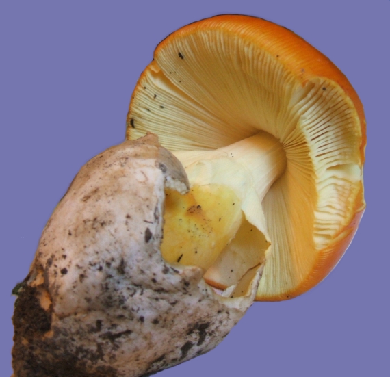 muchotrávka cisárska / Muchomůrka císařka (Amanita caesarea)