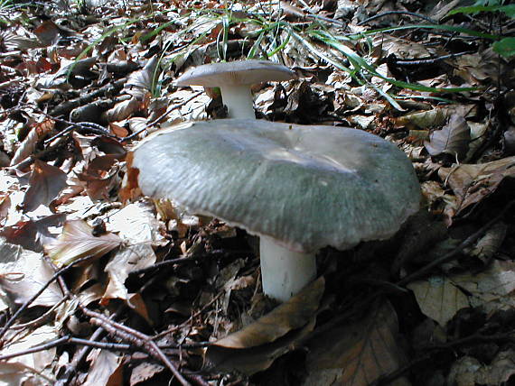 plávka Wernerova Russula werneri Maire