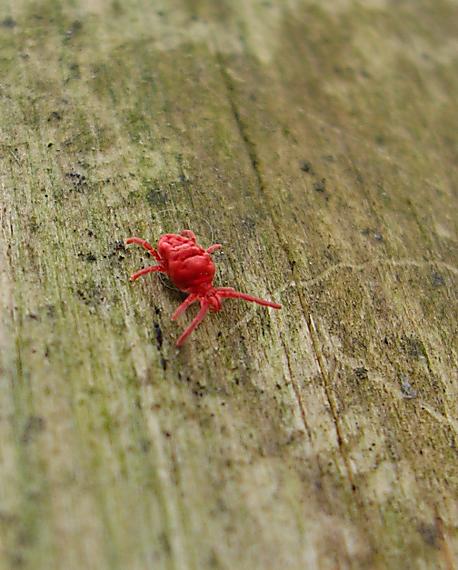 roztočník červený Trombidium holosericeum