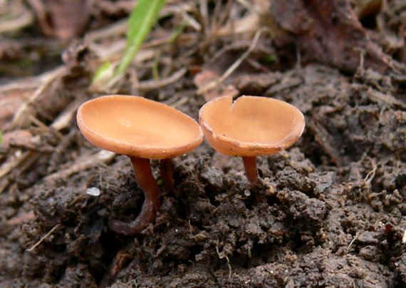 jahňadka liesková Ciboria coryli (Schellenb.) N.F. Buchw.