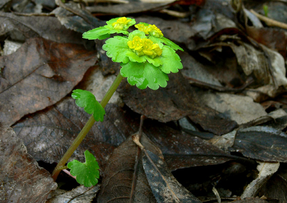 slezinovka striedavolistá Chrysosplenium alternifolium L.